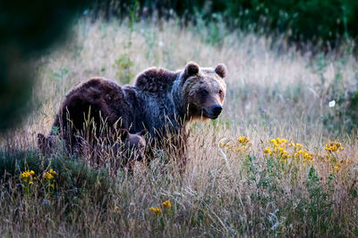 View of an animal on field