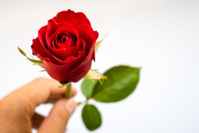 Cropped image of hand holding red rose over white background