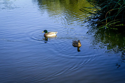 High angle view of ducks swimming on lake