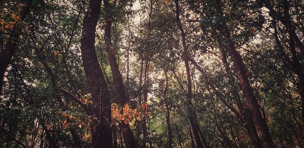 Low angle view of trees in forest