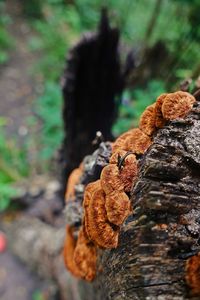 Close-up of mushroom growing on tree trunk