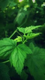 Close-up of green leaves