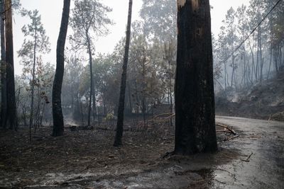 Trees in forest