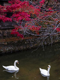 Swan floating on a lake