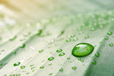 Water drops on banana leaf background with sun light