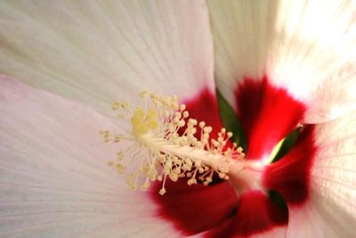Macro shot of pink flower
