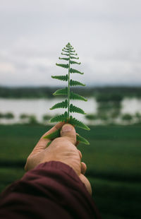 Cropped hand of person holding plant against sky