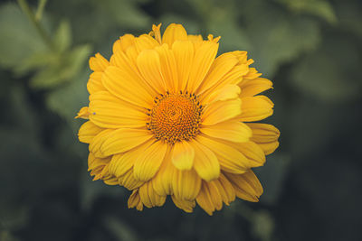 Close-up of yellow flower