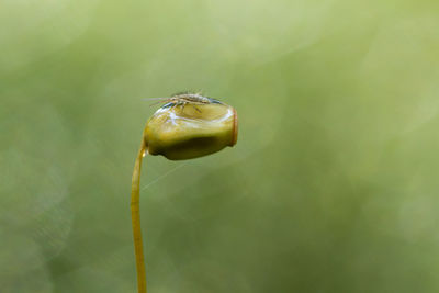 Close-up of green bud on plant