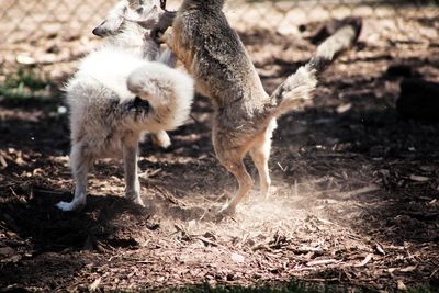 Foxes fighting in cage at zoo