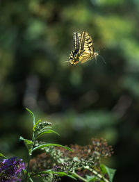 Close-up of butterfly on plant