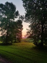 Trees on field against sky during sunset