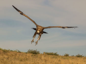 Low angle view of vulture flying over field against sky