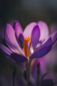 Close-up of pink flower