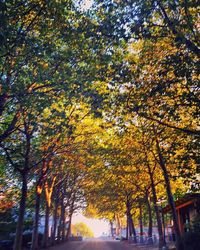 Road passing through autumn trees