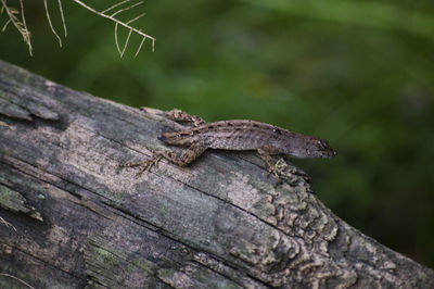 Close-up of lizard on tree