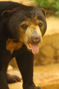 Close-up portrait of bear