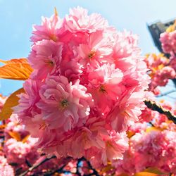 Close-up of pink cherry blossoms