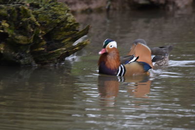 Ducks swimming in lake