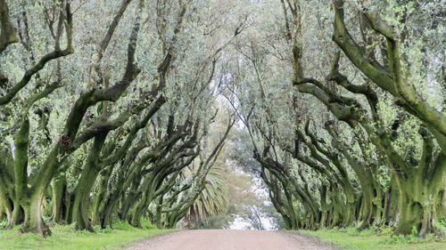 Road amidst trees in forest