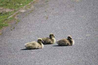 High angle view of ducklings on land