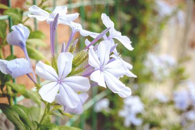 Close-up of white flowers