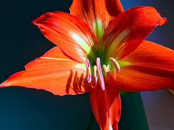 Close-up of orange flower