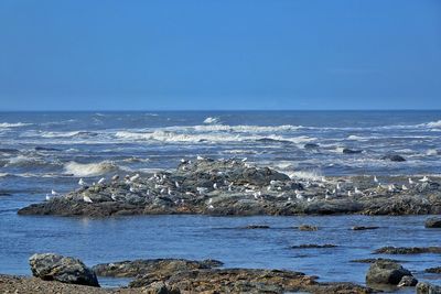 Scenic view of sea against clear sky