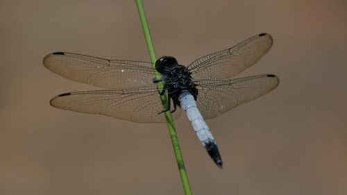 Close-up of dragonfly on twig