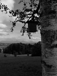 Trees on field against sky