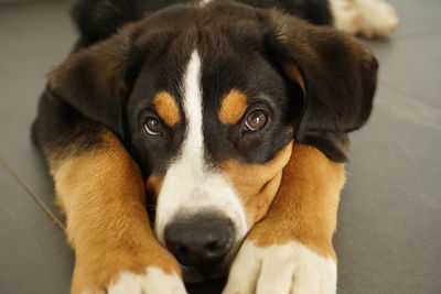 Close-up portrait of dog