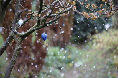 Close-up of snow on plant