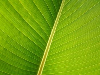 Full frame shot of leaf on plant