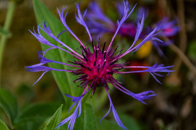 Close-up of purple flowering plant