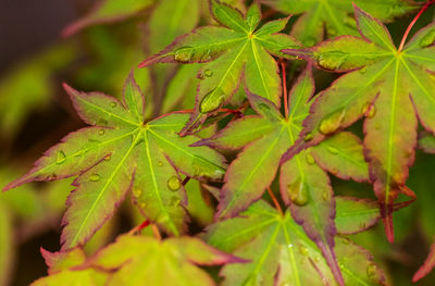 High angle view of green leaves