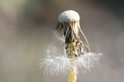 Close-up of dandelion against white background