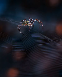 Close up of spider and its spiderweb - macro spider photo series