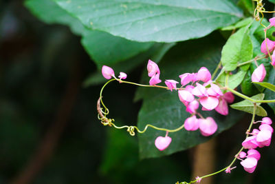 Close-up of pink flowering plant