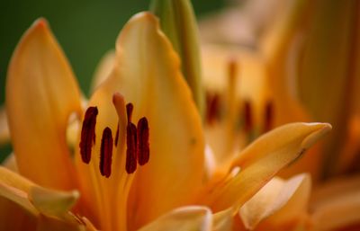 Close-up of orange flower