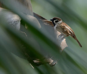 Close-up of bird perching on leaf