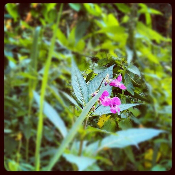 transfer print, flower, auto post production filter, growth, fragility, freshness, plant, one animal, petal, nature, beauty in nature, close-up, leaf, focus on foreground, insect, animal themes, wildlife, blooming, selective focus, purple