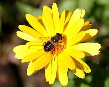 Close-up of bee on yellow flower