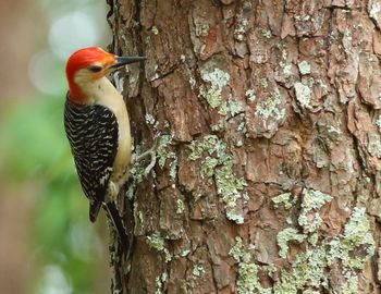 Close-up of red bellied woodpecker on tree trunk
