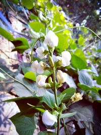 Close-up of white flowers