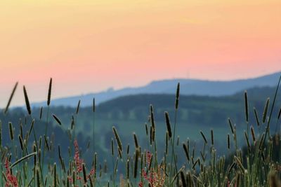 Close-up of grass against sky during sunset