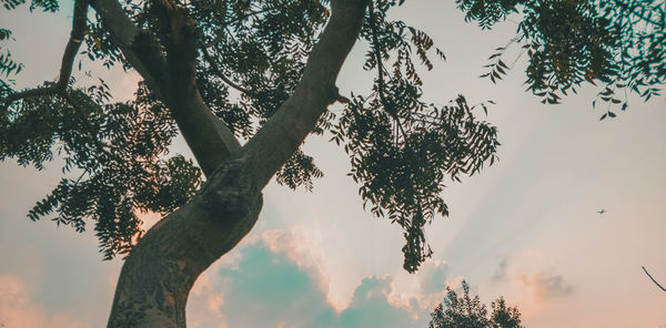 Low angle view of tree against clear sky