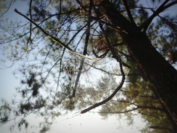 Low angle view of tree against sky