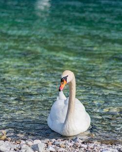 Swan floating on lake