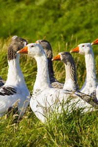 Ducks on a field