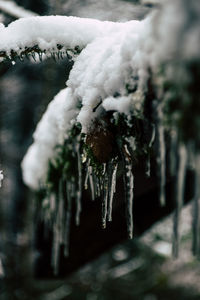 Close-up of snow on pine tree